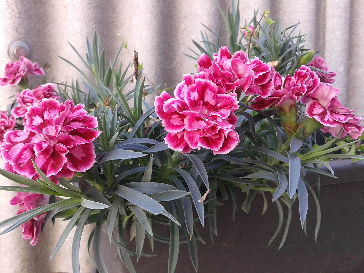 Image - carnation flower spring garden