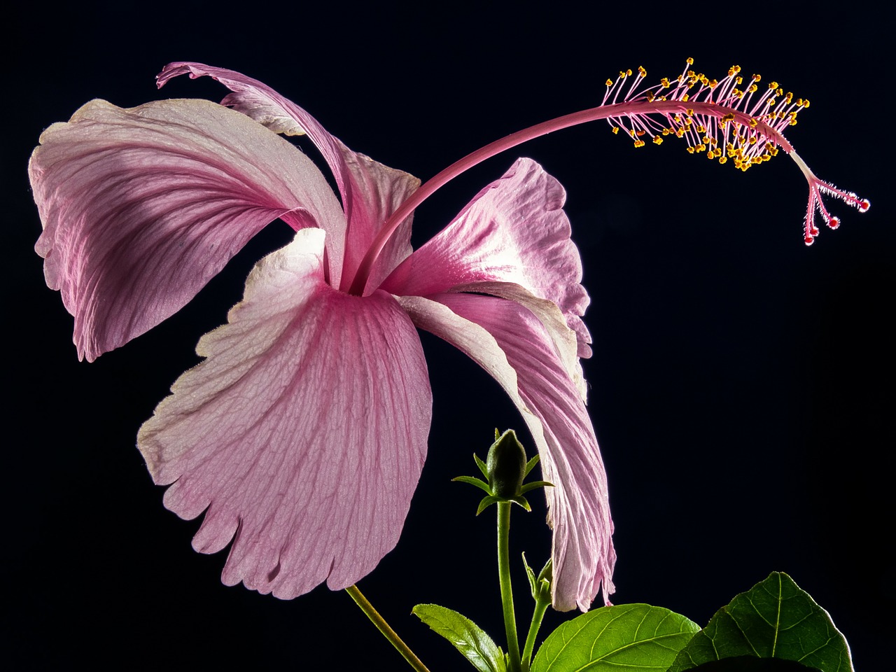 Image - hibiscus blossom bloom flower pink