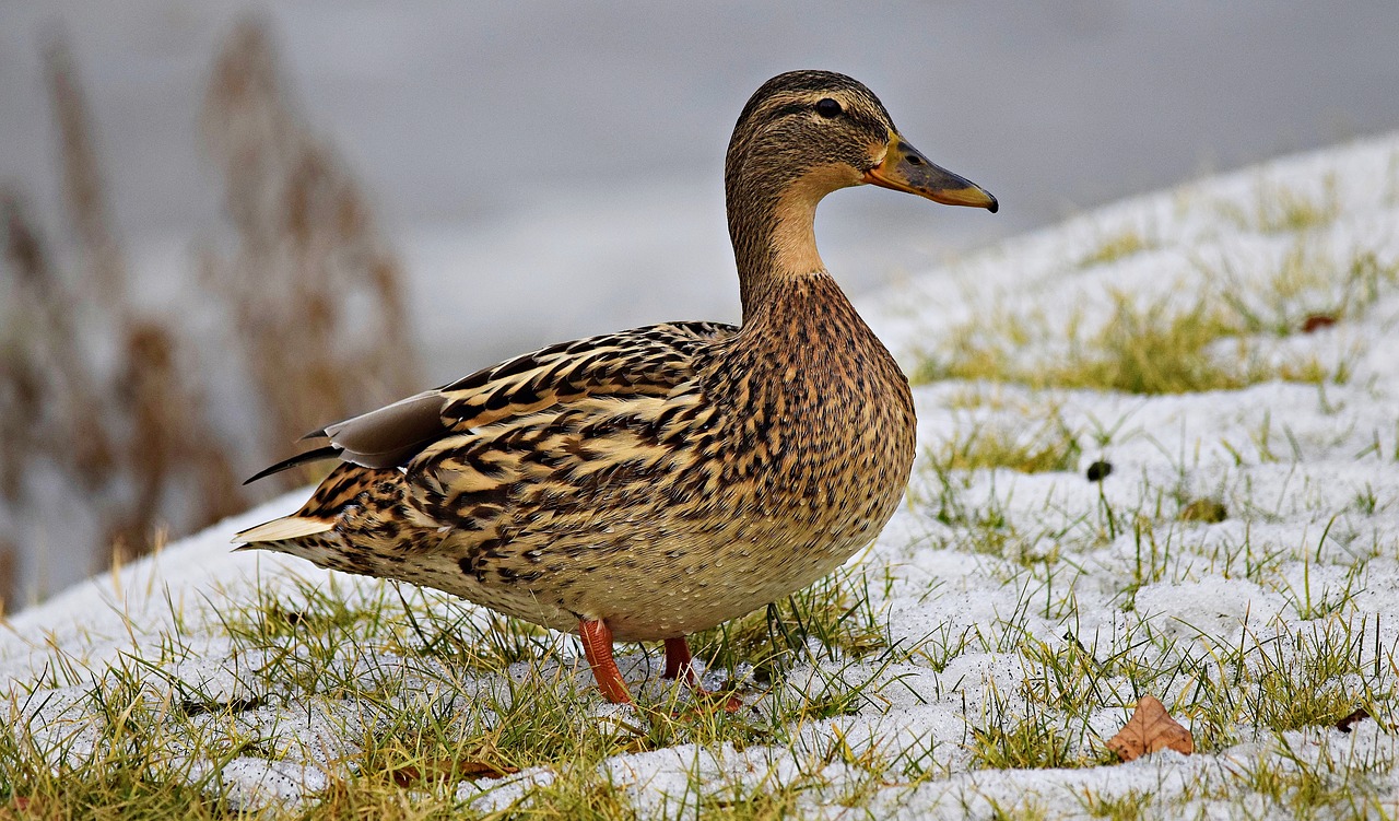 Image - duck nature ducks grass