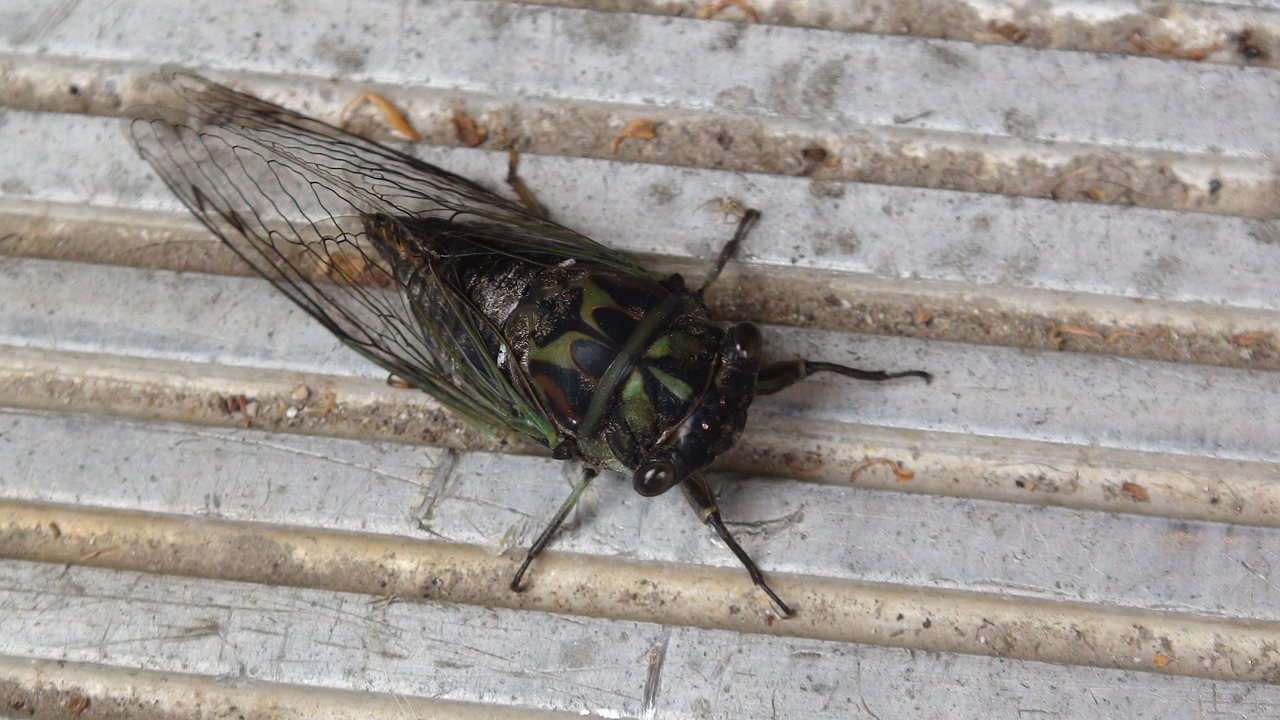 Image - cicada bug creepy cool nature