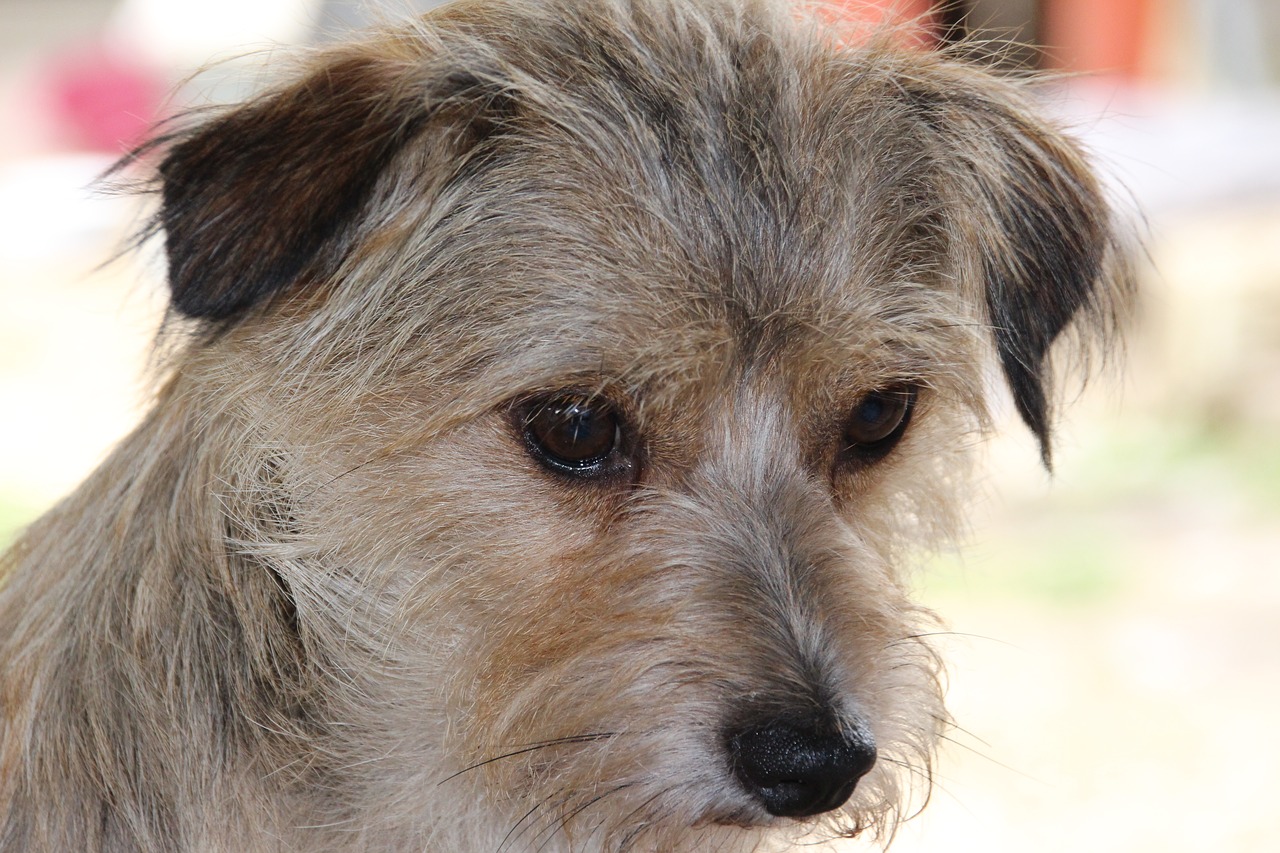 Image - dog sad eyes dog eyes
