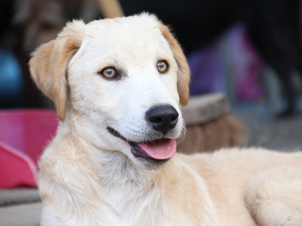 Image - dog dog look hell white animal