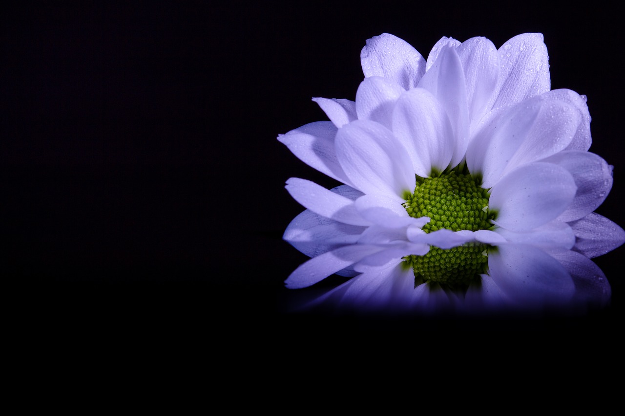 Image - flower dahlia floral decoration