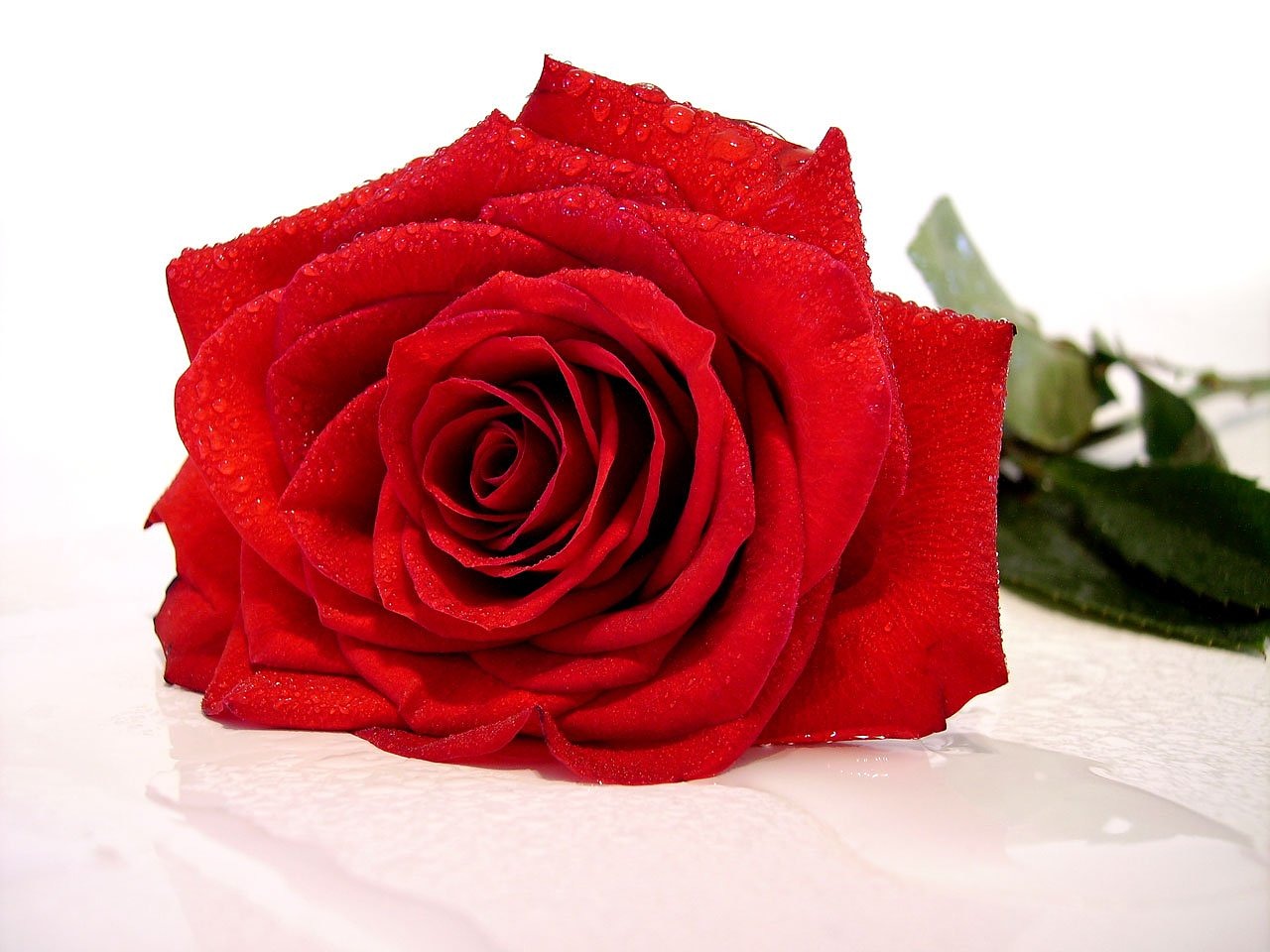 Image - rose red flower romantic gift