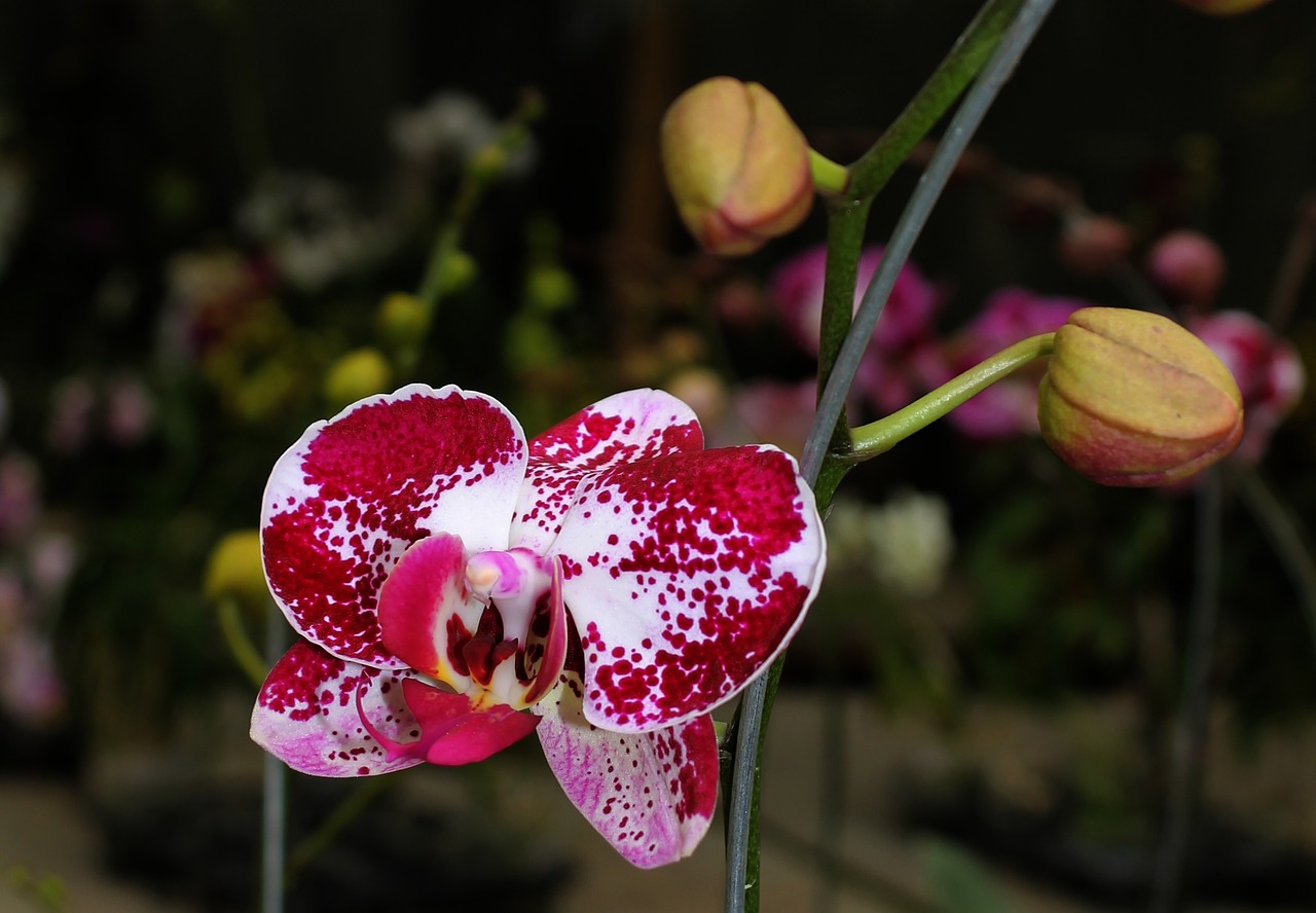 Image - orchid maroon plant flower