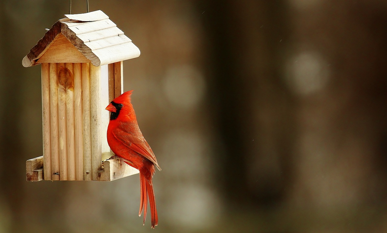 Image - cardinal birdhouse nature