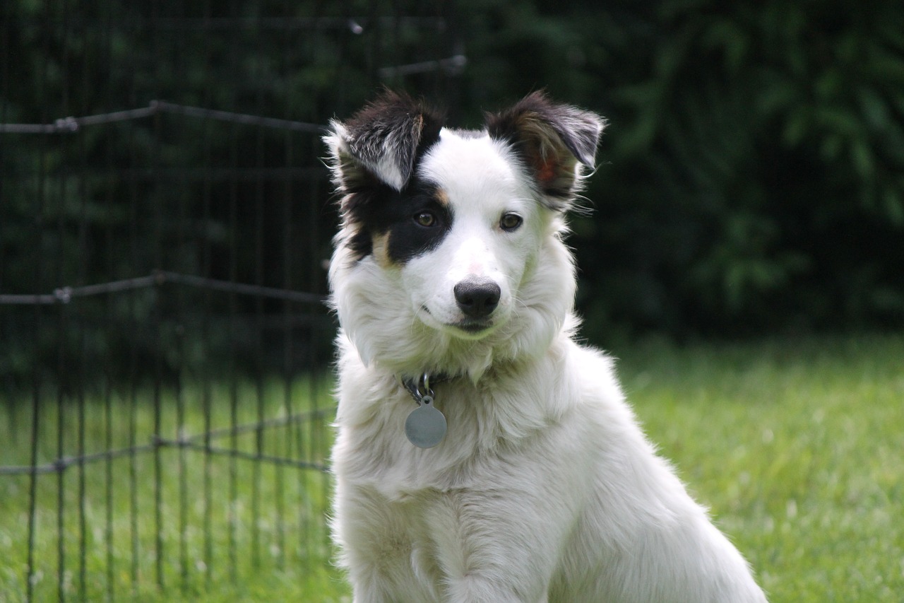 Image - dog sheepdog collie border collie