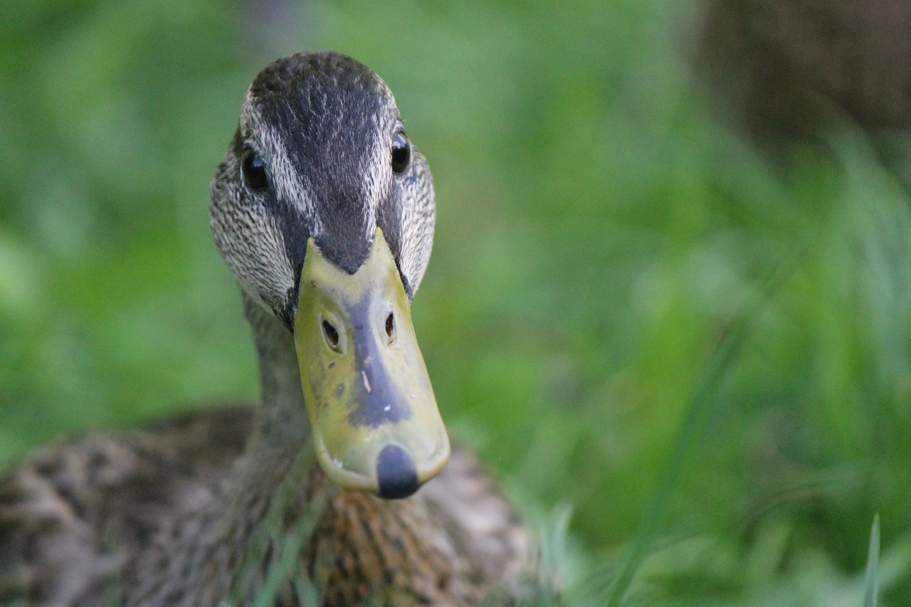 Image - duck brown green nature bird