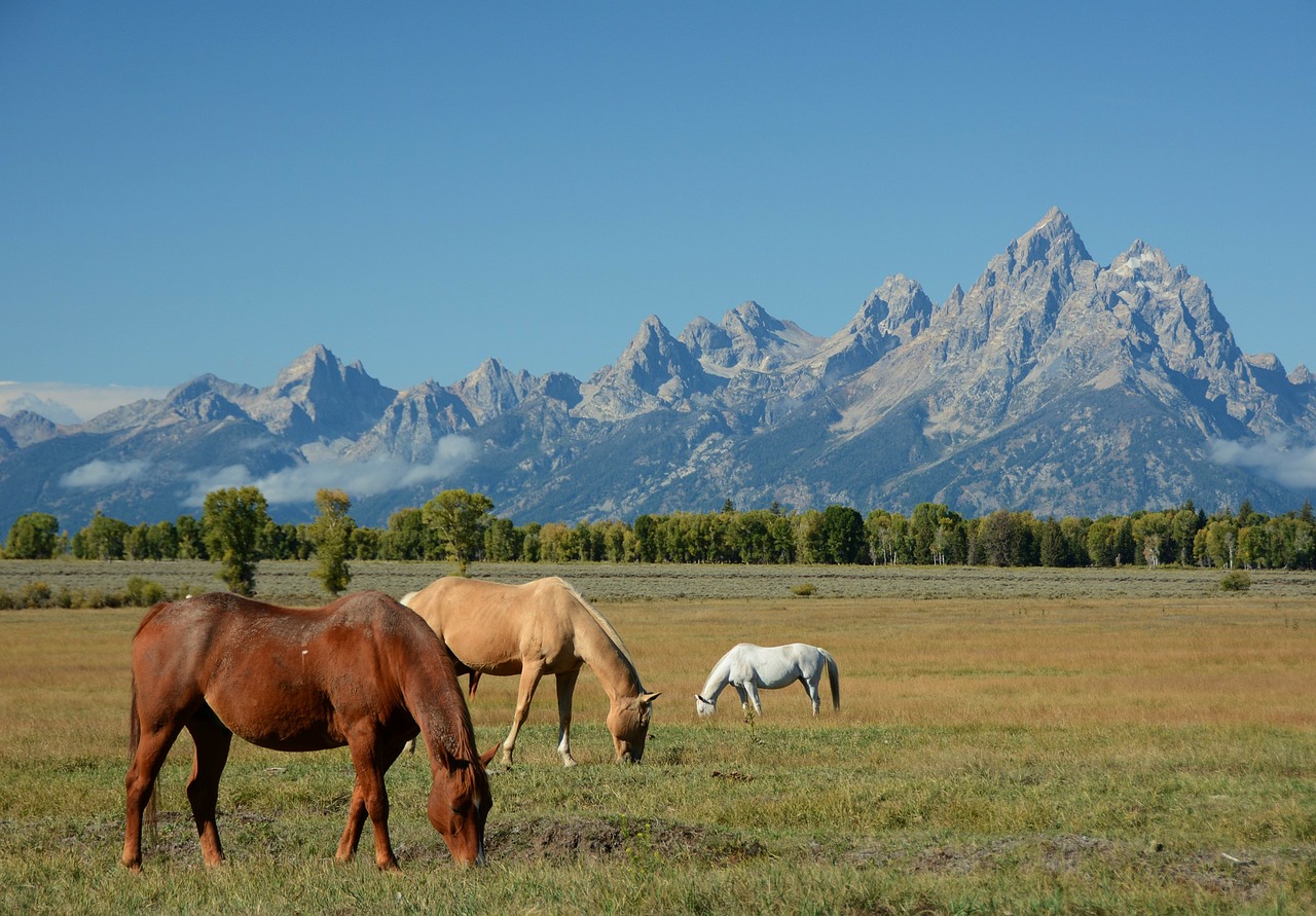 Image - horses mountains landscape wyoming