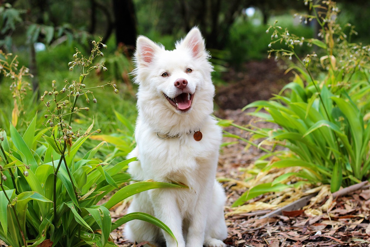 Image - dog puppy lapphund love cute baby