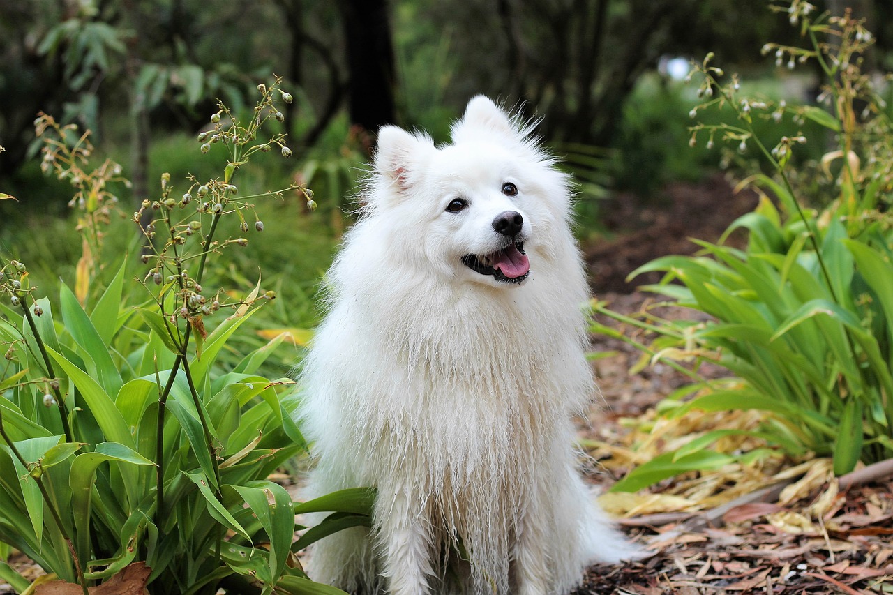 Image - dog puppy spitz love cute baby