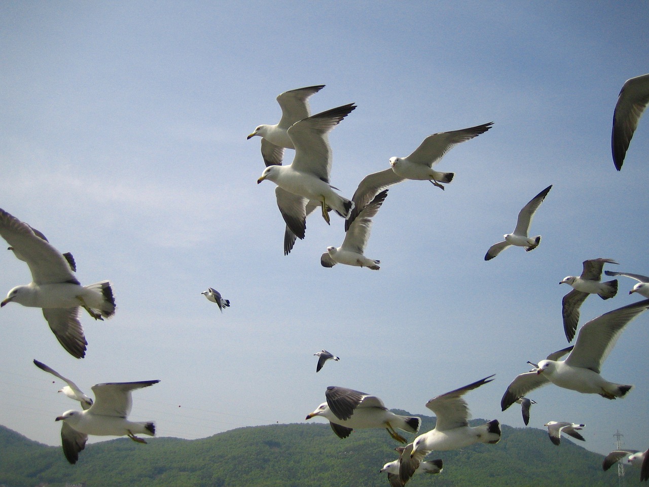 Image - sea seagull new emergency wing