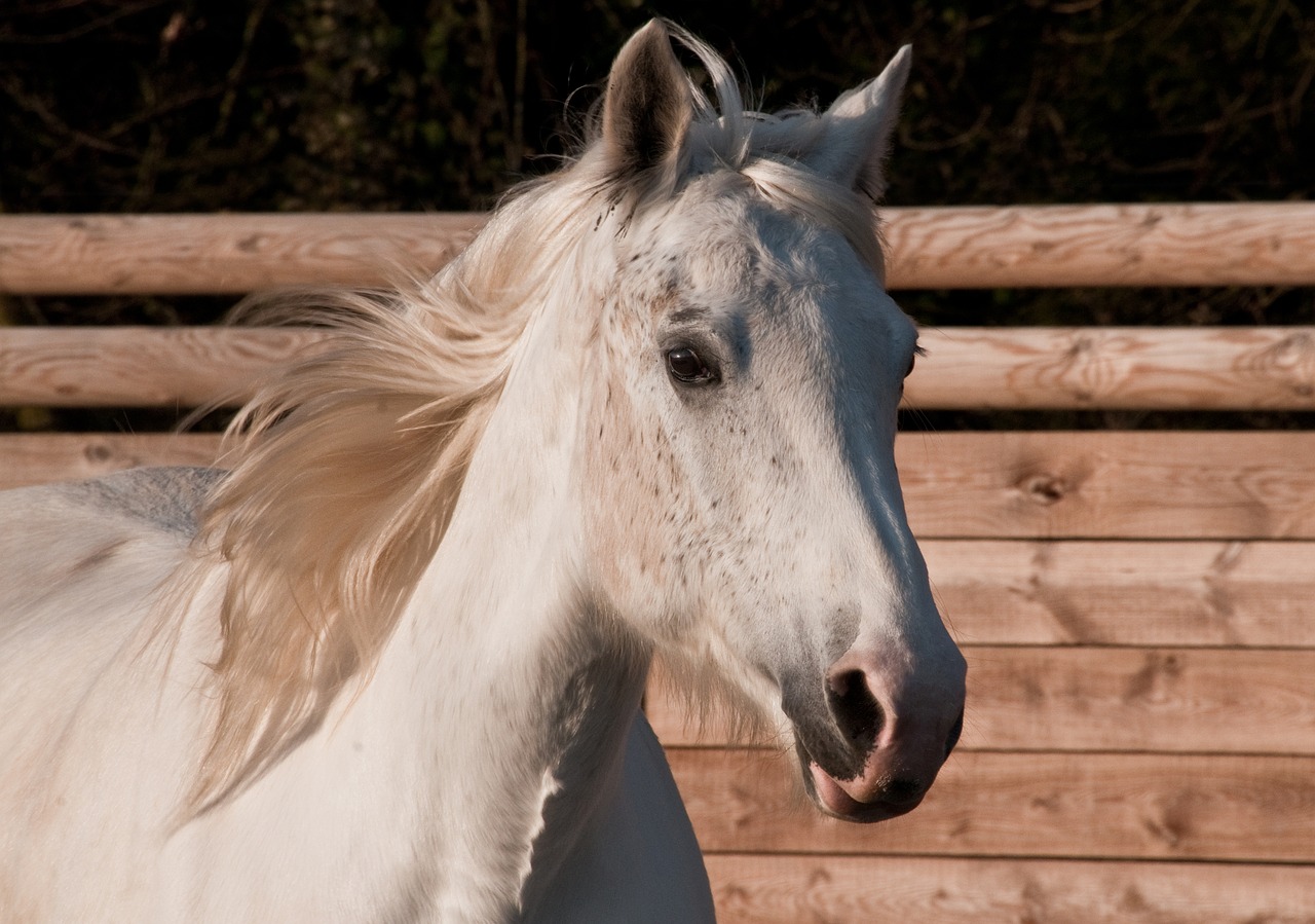 Image - horse white portrait mare head