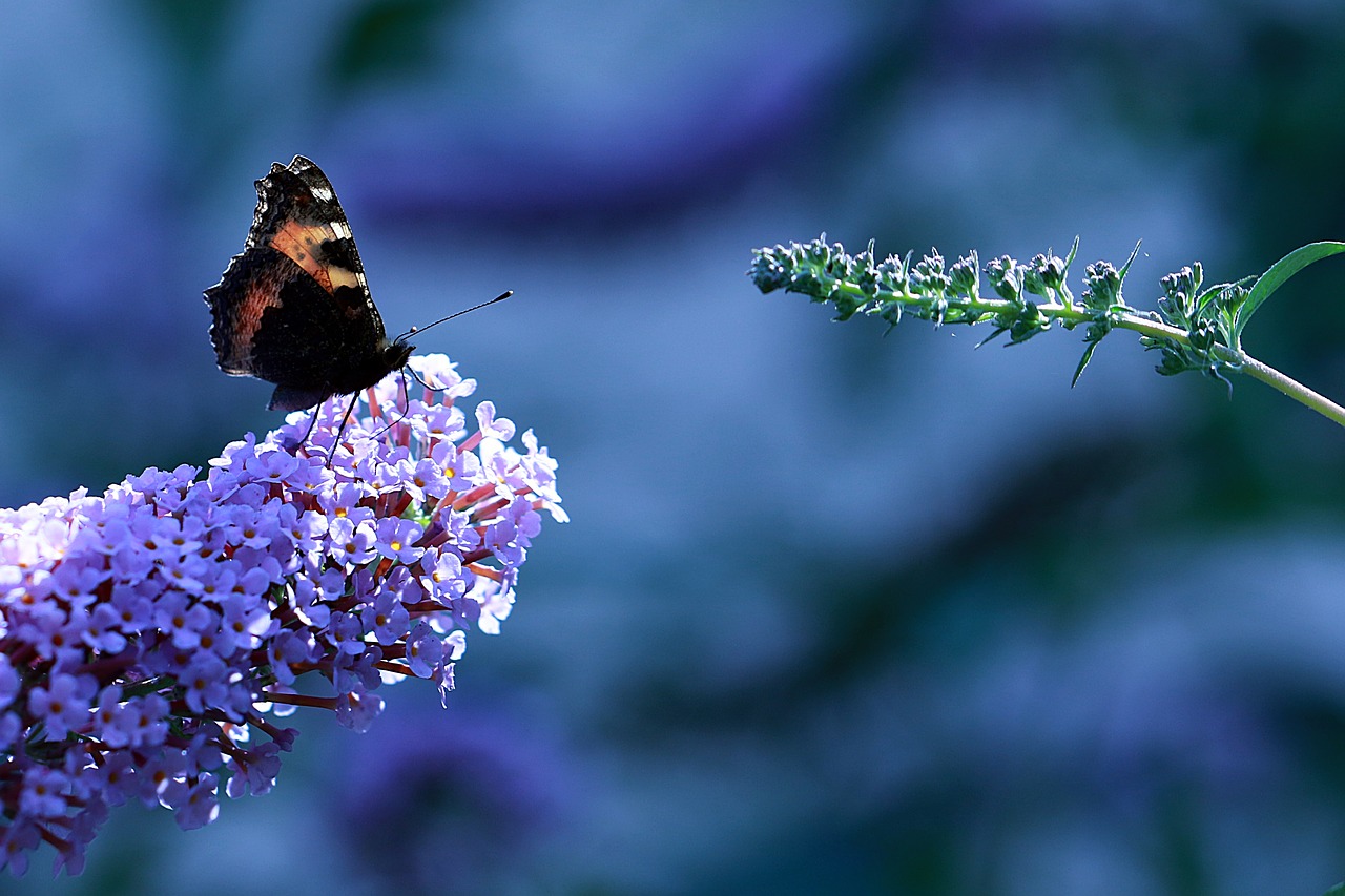 Image - spring butterfly rusalka admiral