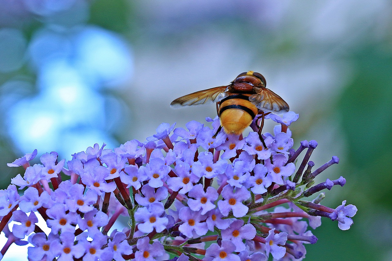 Image - osa insect kid stories