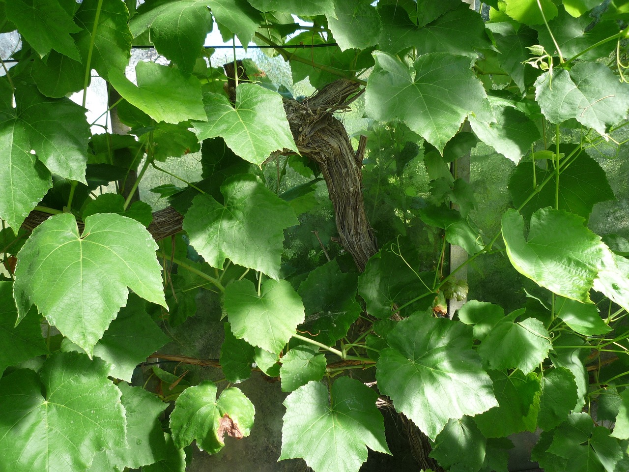 Image - age ivy climber