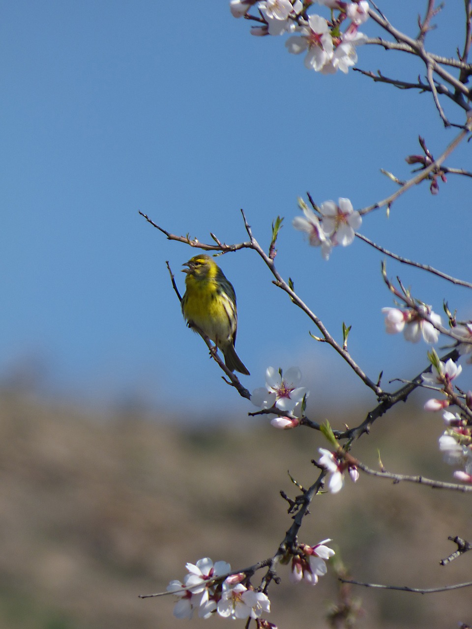 Image - european serin bird serinus serinus