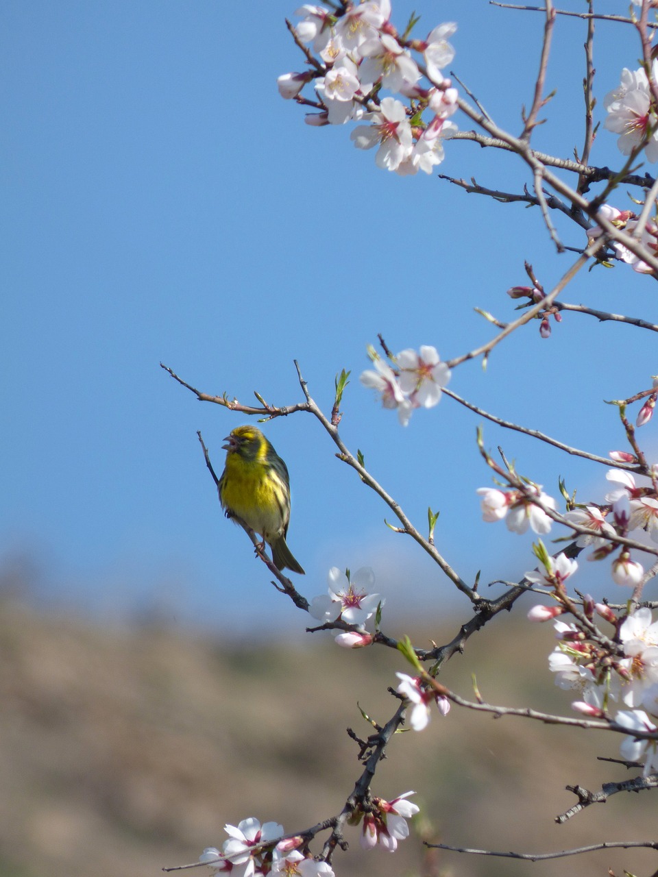 Image - european serin bird serinus serinus