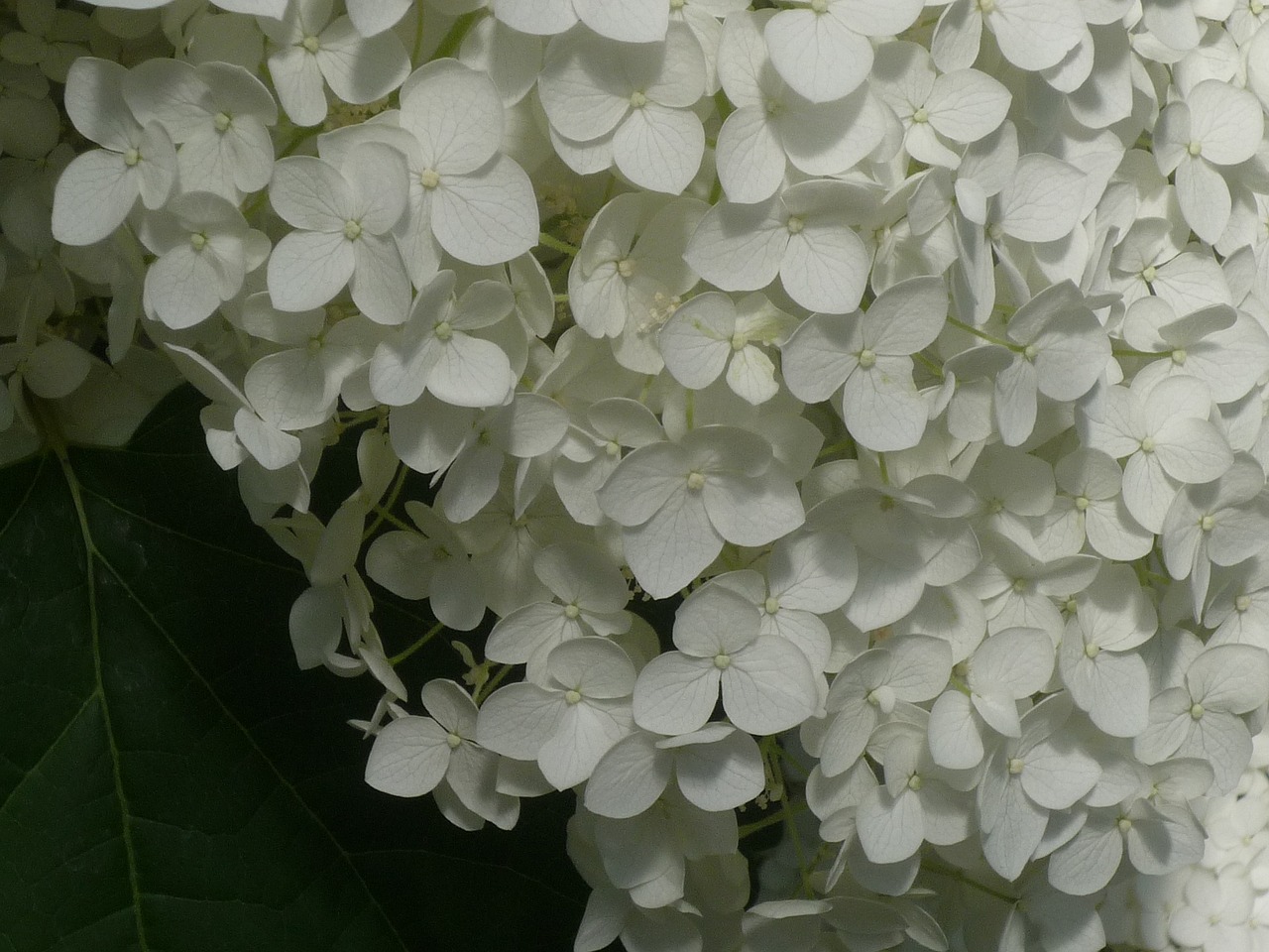 Image - hydrangeas romance summer