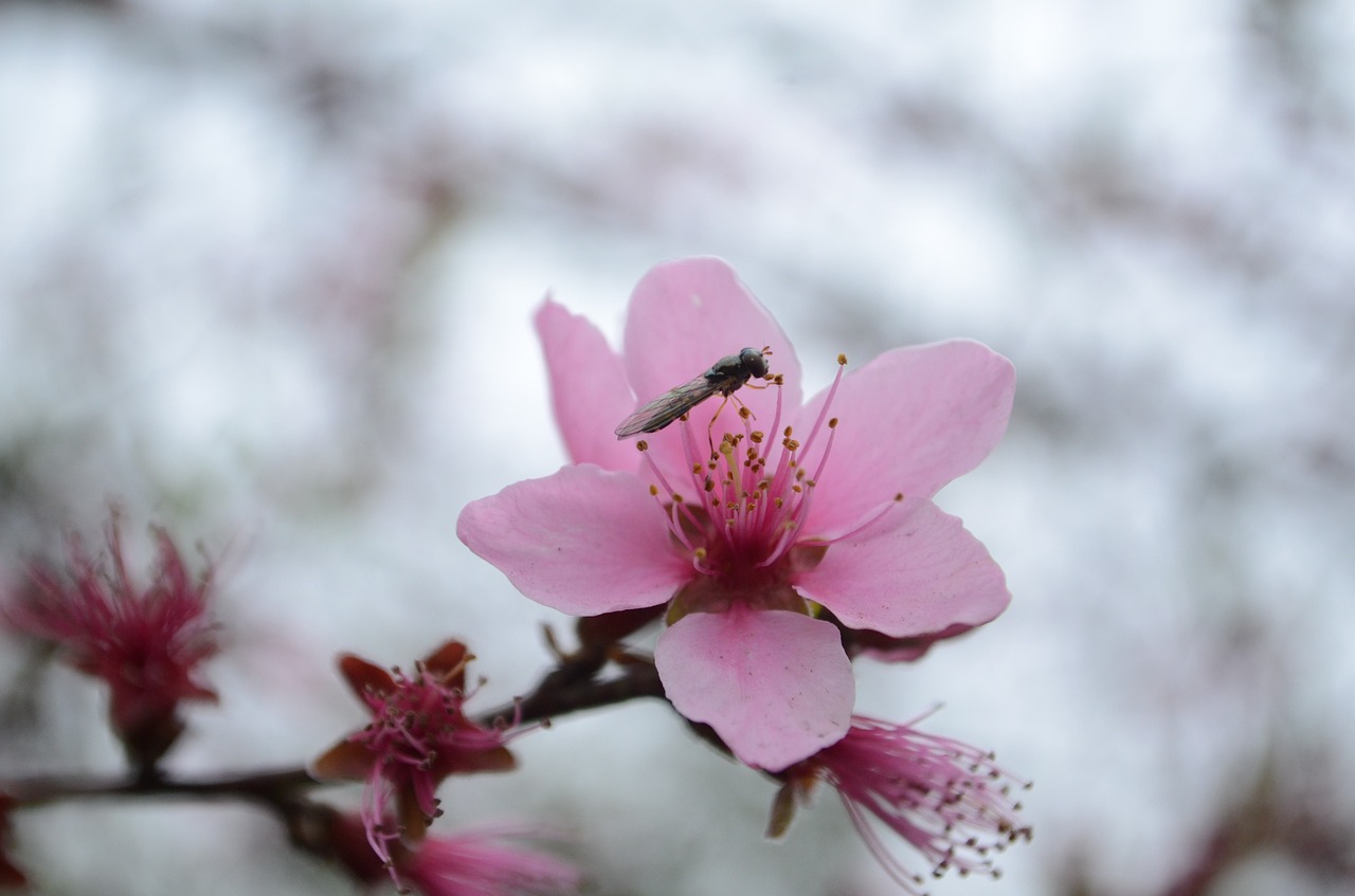 Image - peach blossom insect spring red