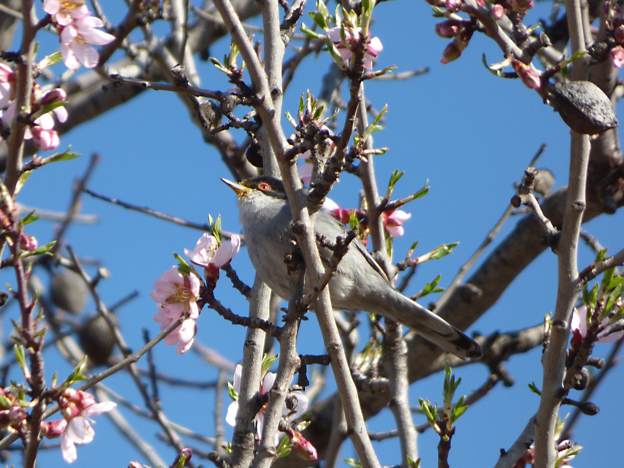 Image - sardinian warbler tallarol capnegre