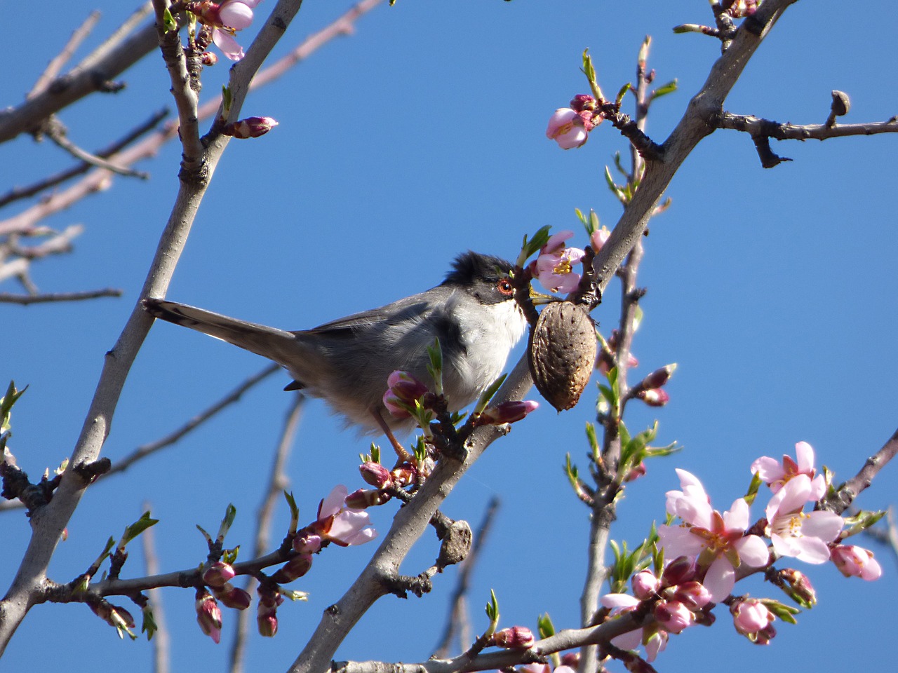 Image - sardinian warbler tallarol capnegre