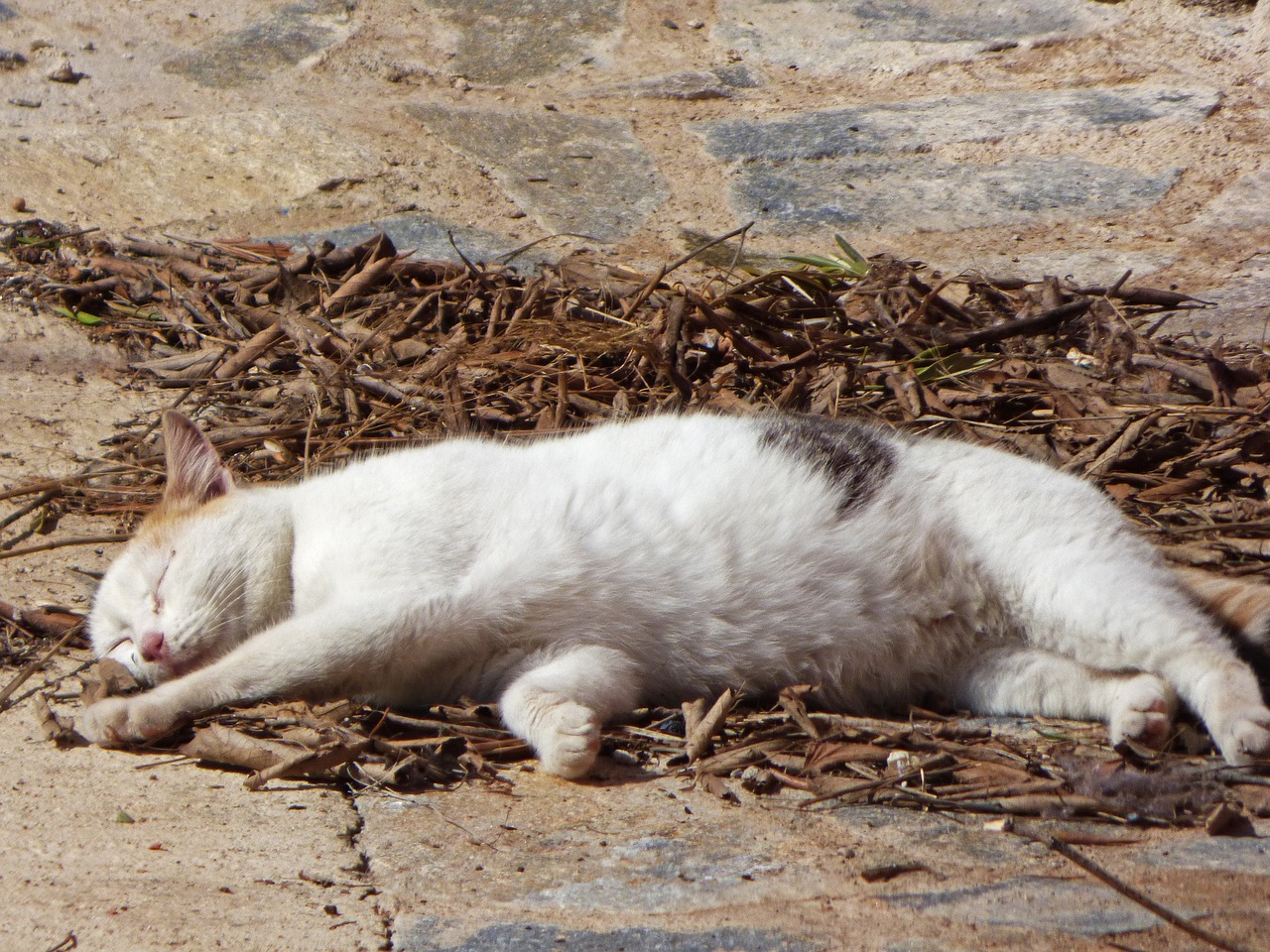 Image - cat sleep soundly nod laziness