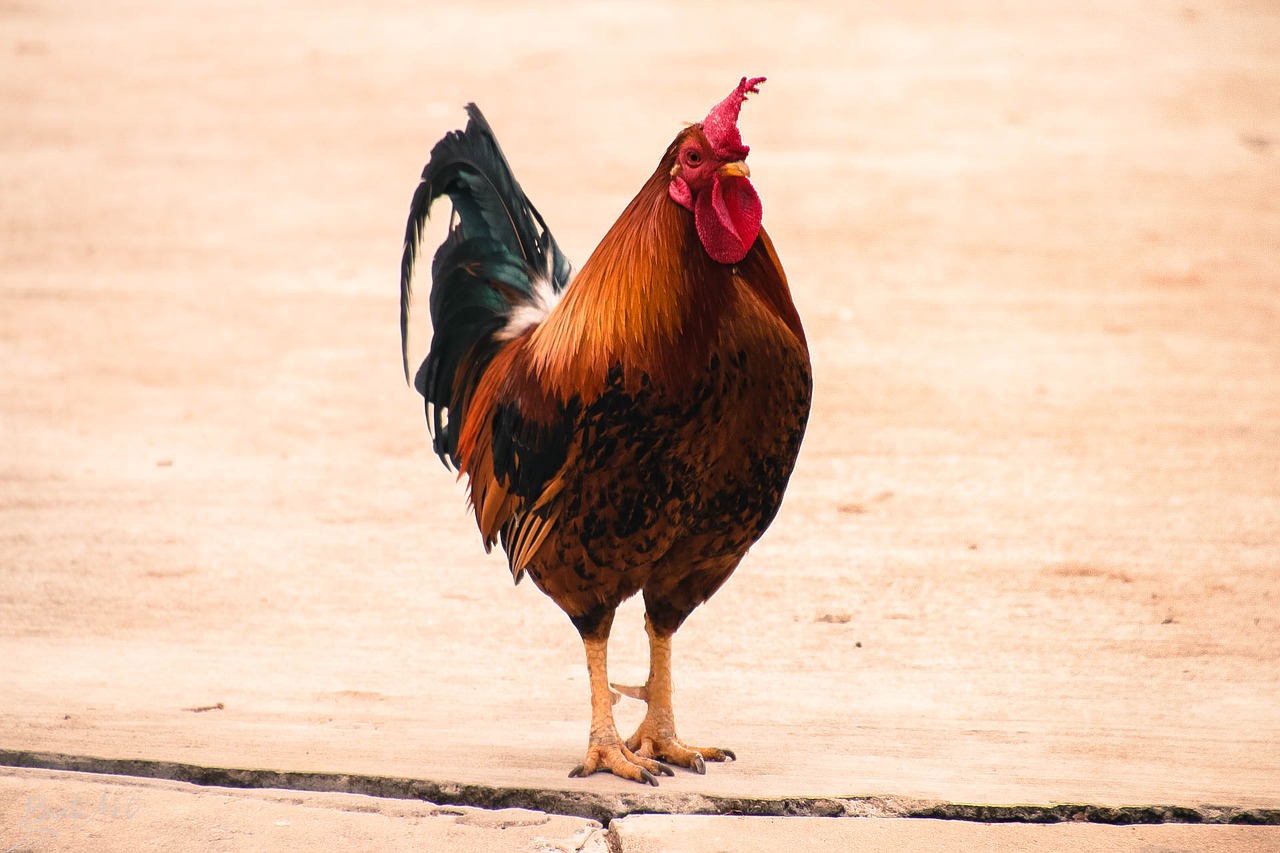 Image - chicken animal zoo hen chick bird