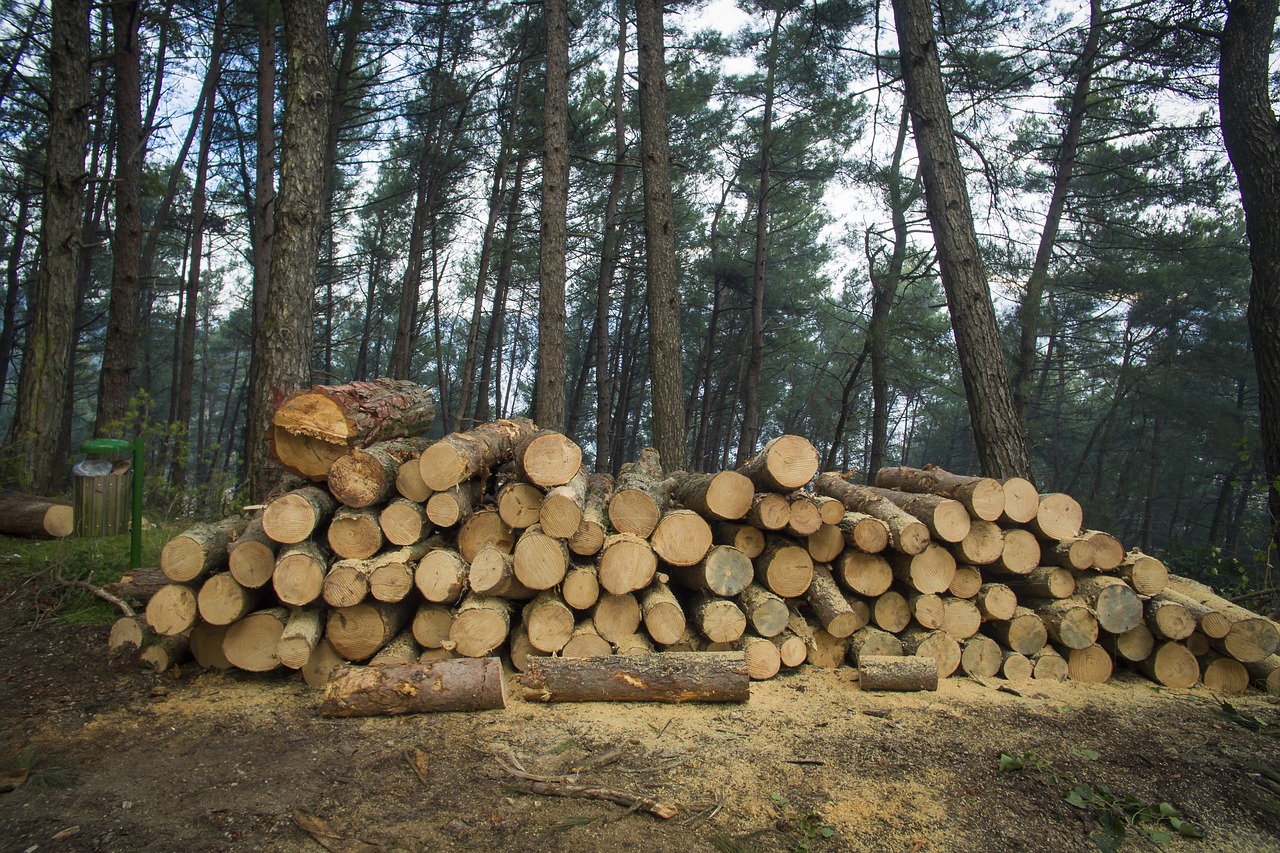 Image - forest trees nature mountains cut