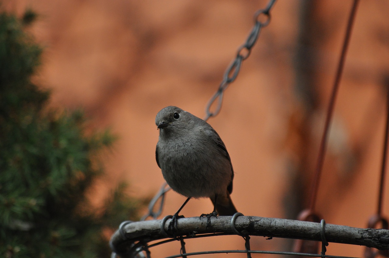 Image - cinderella bird spring