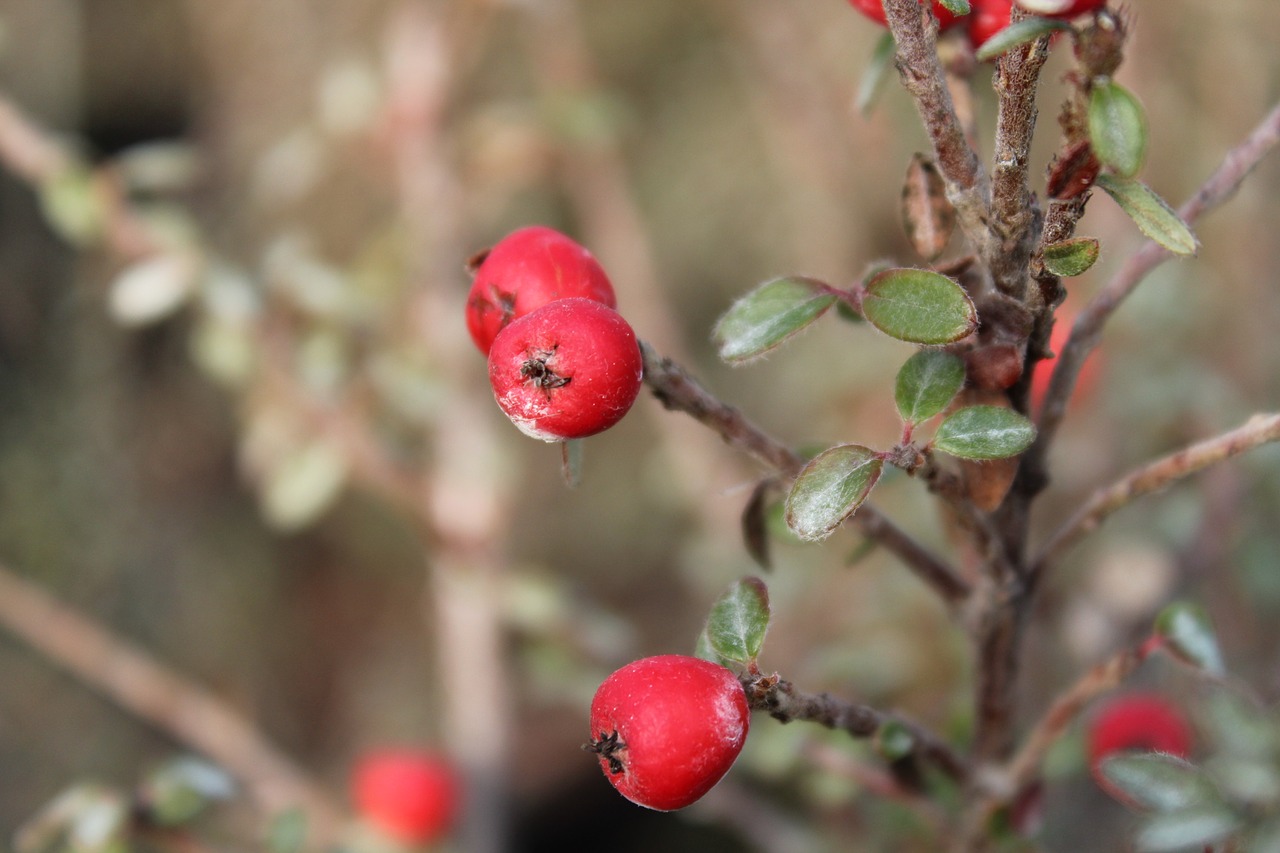 Image - cotoneaster berries winter plants