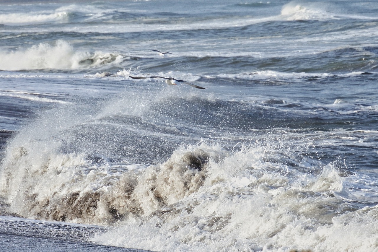 Image - animal sea beach wave sea gull