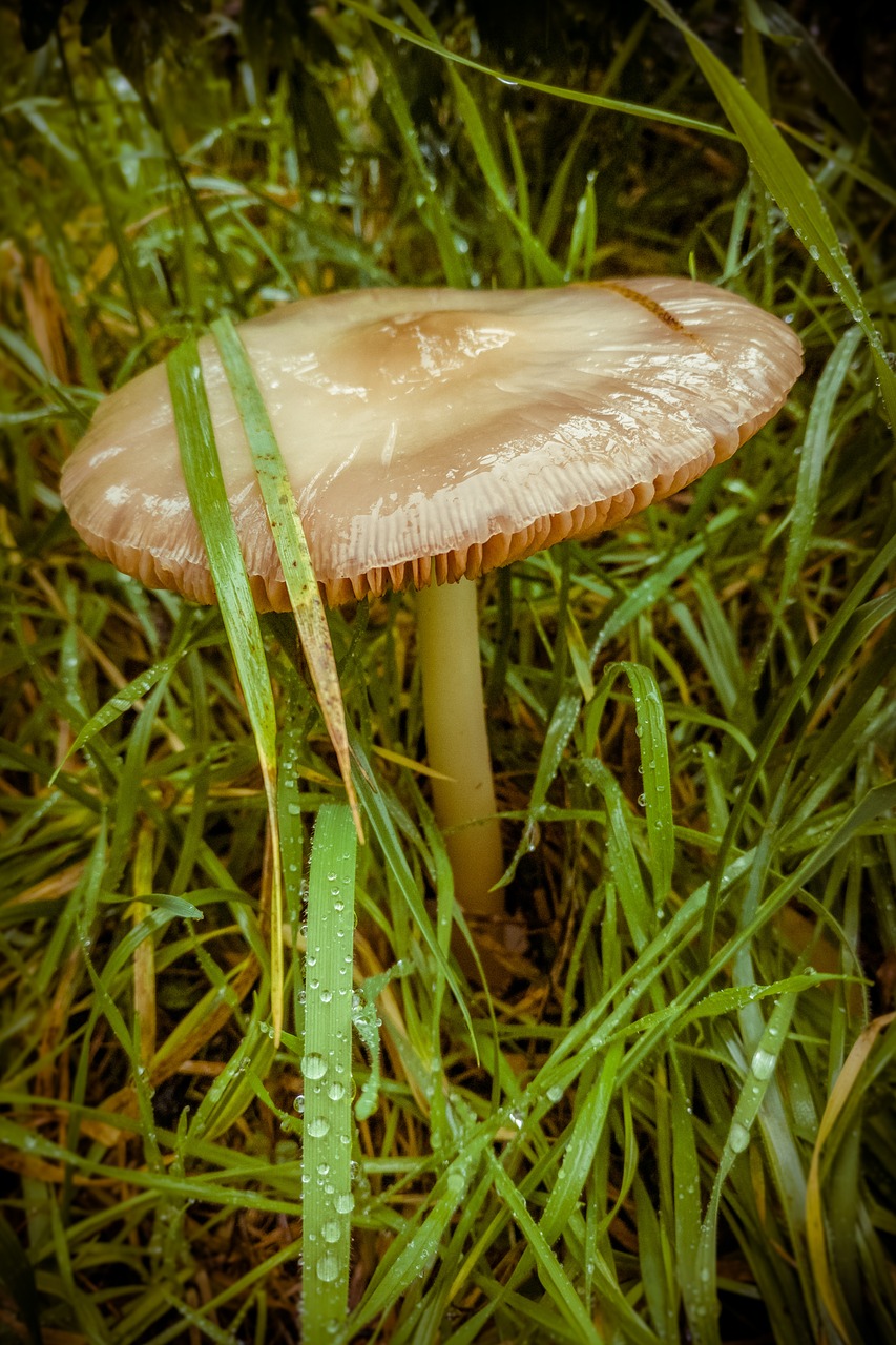 Image - mushroom brown greenery green