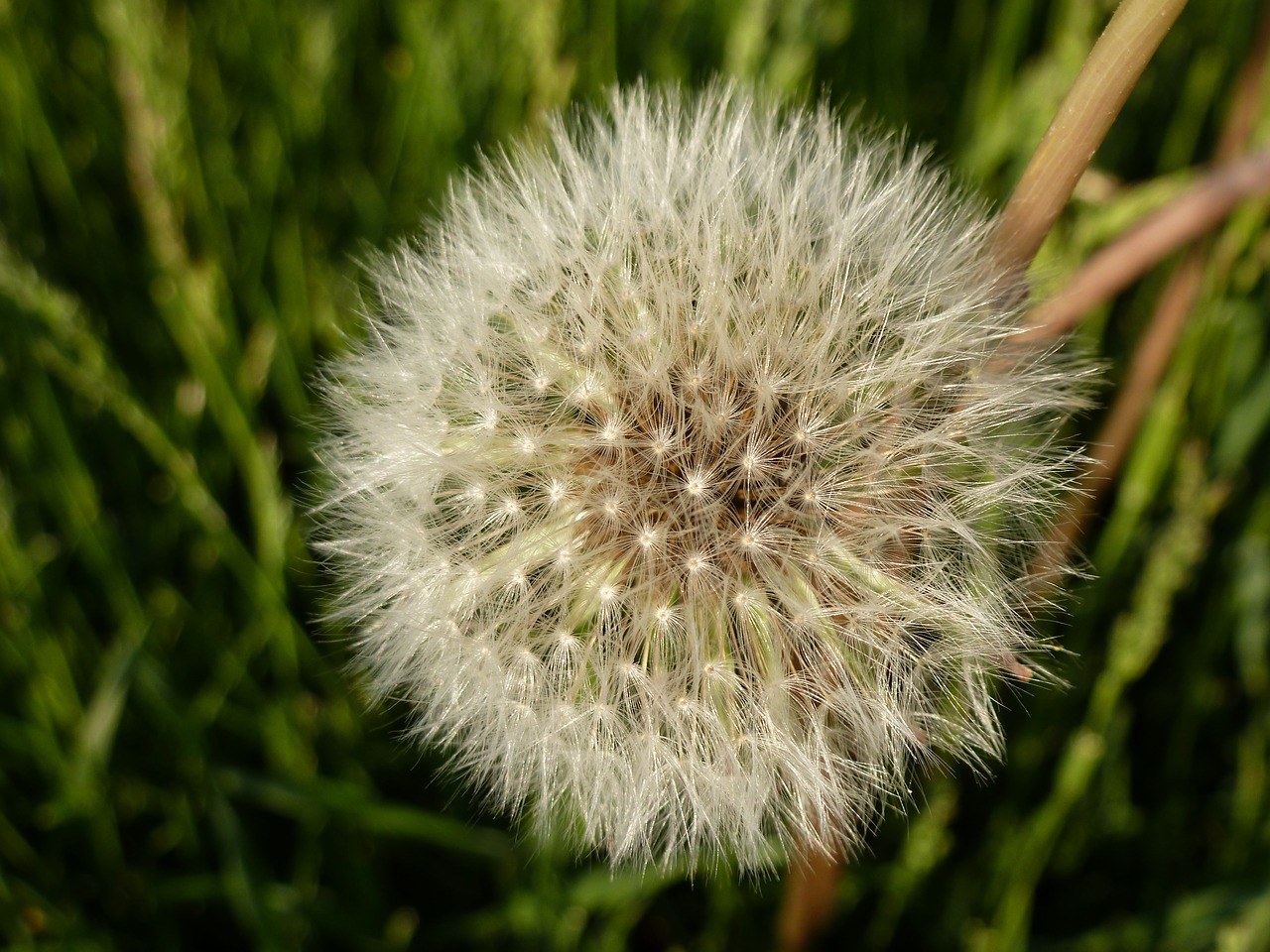 Image - dandelion nature spring flower