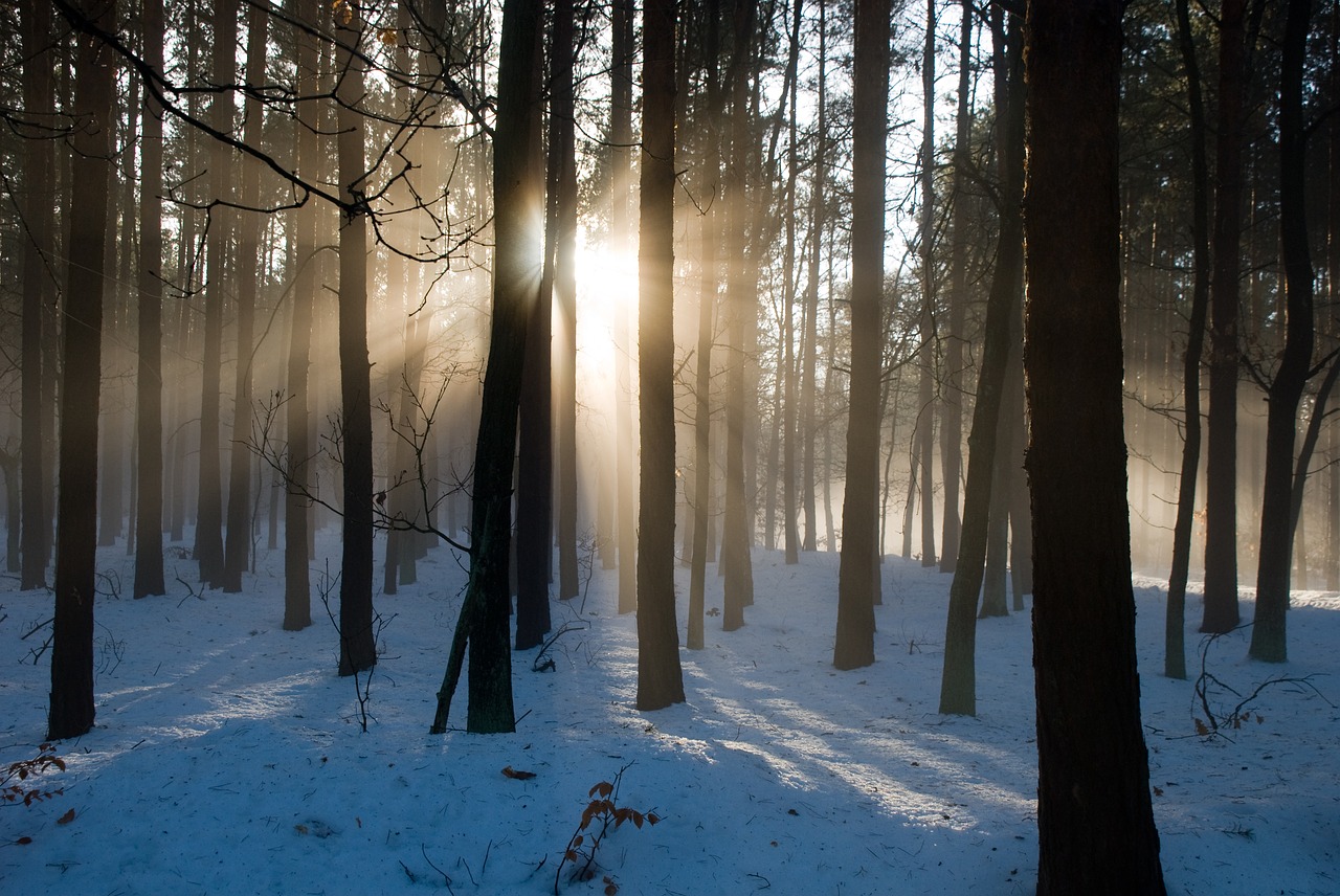 Image - in the forest sunshine