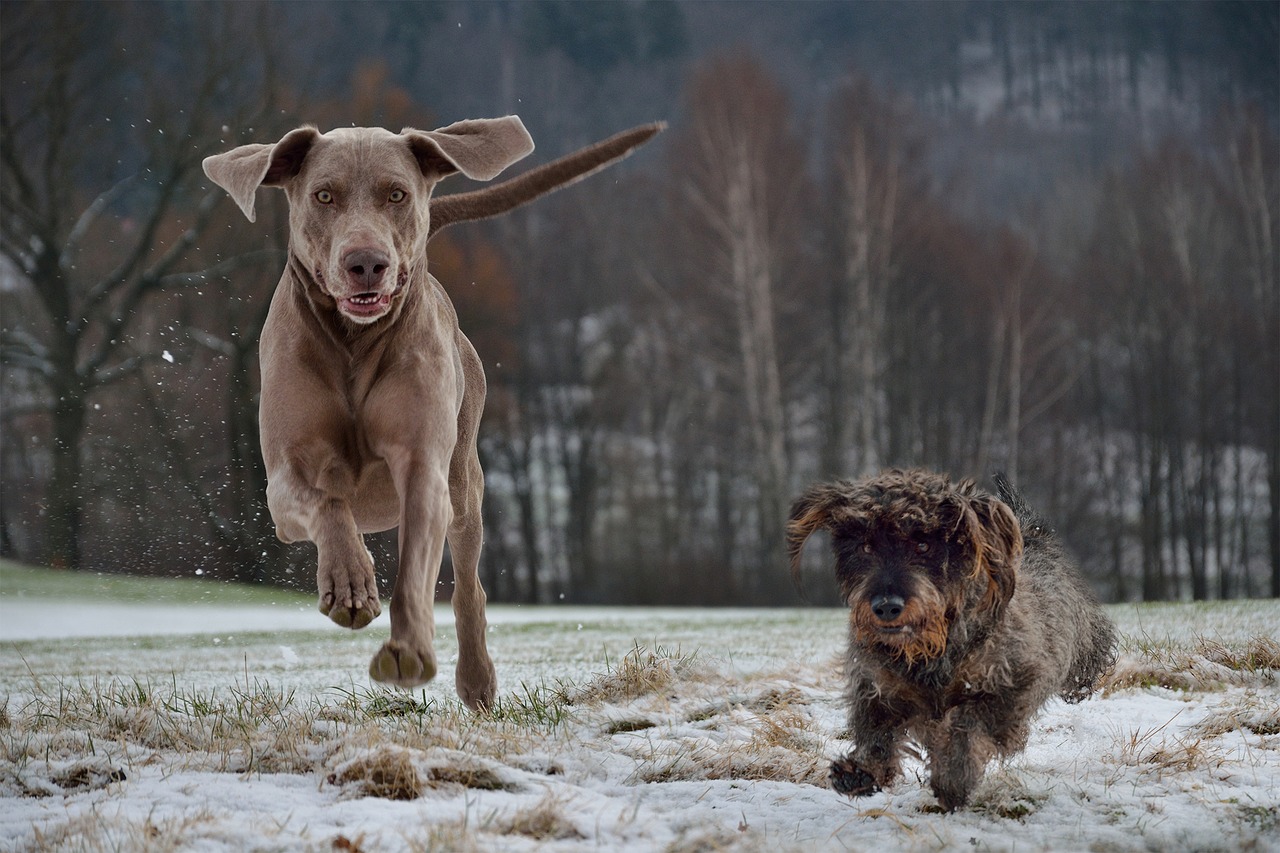 Image - weimaraner dachshund dogs