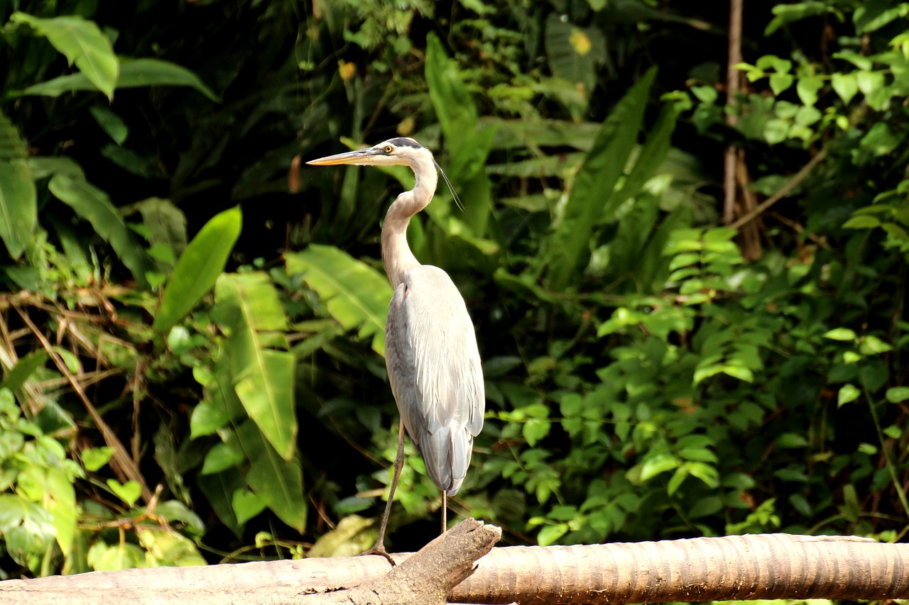 Image - heron canada heron tortuguero