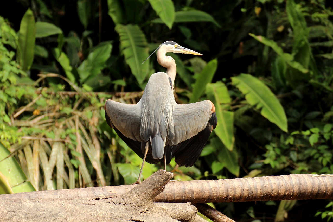 Image - heron canada heron tortuguero