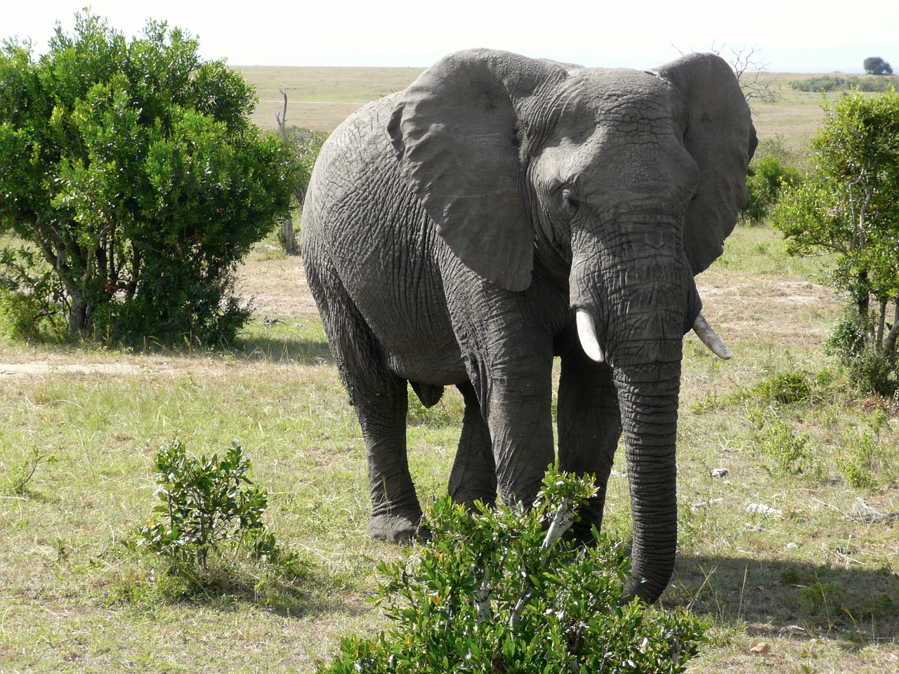 Image - elephant masai mara kenya animal