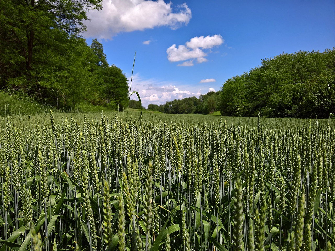 Image - landscape wheat in spring sky