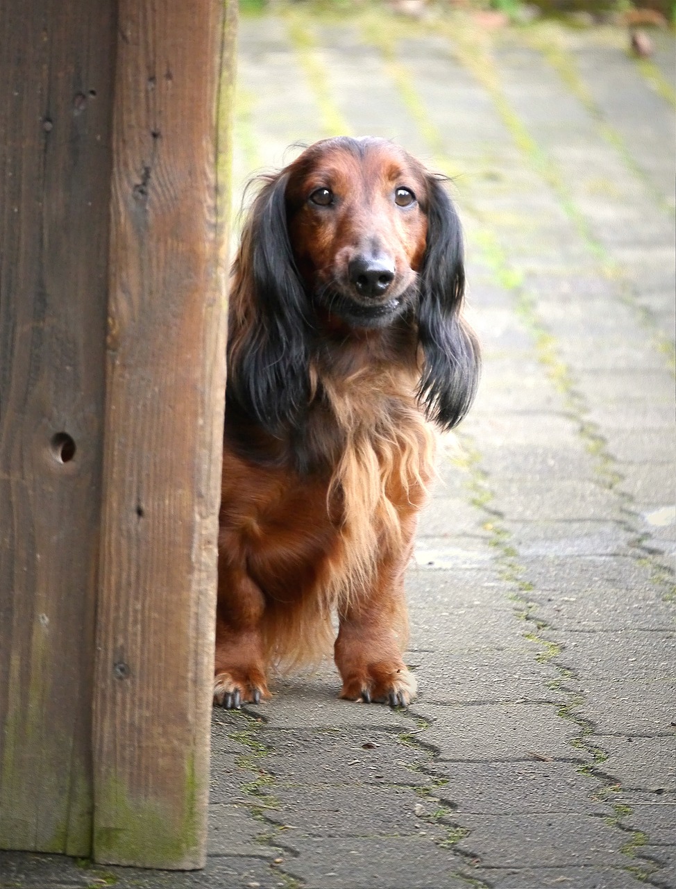 Image - dog dachshund pet brown goal