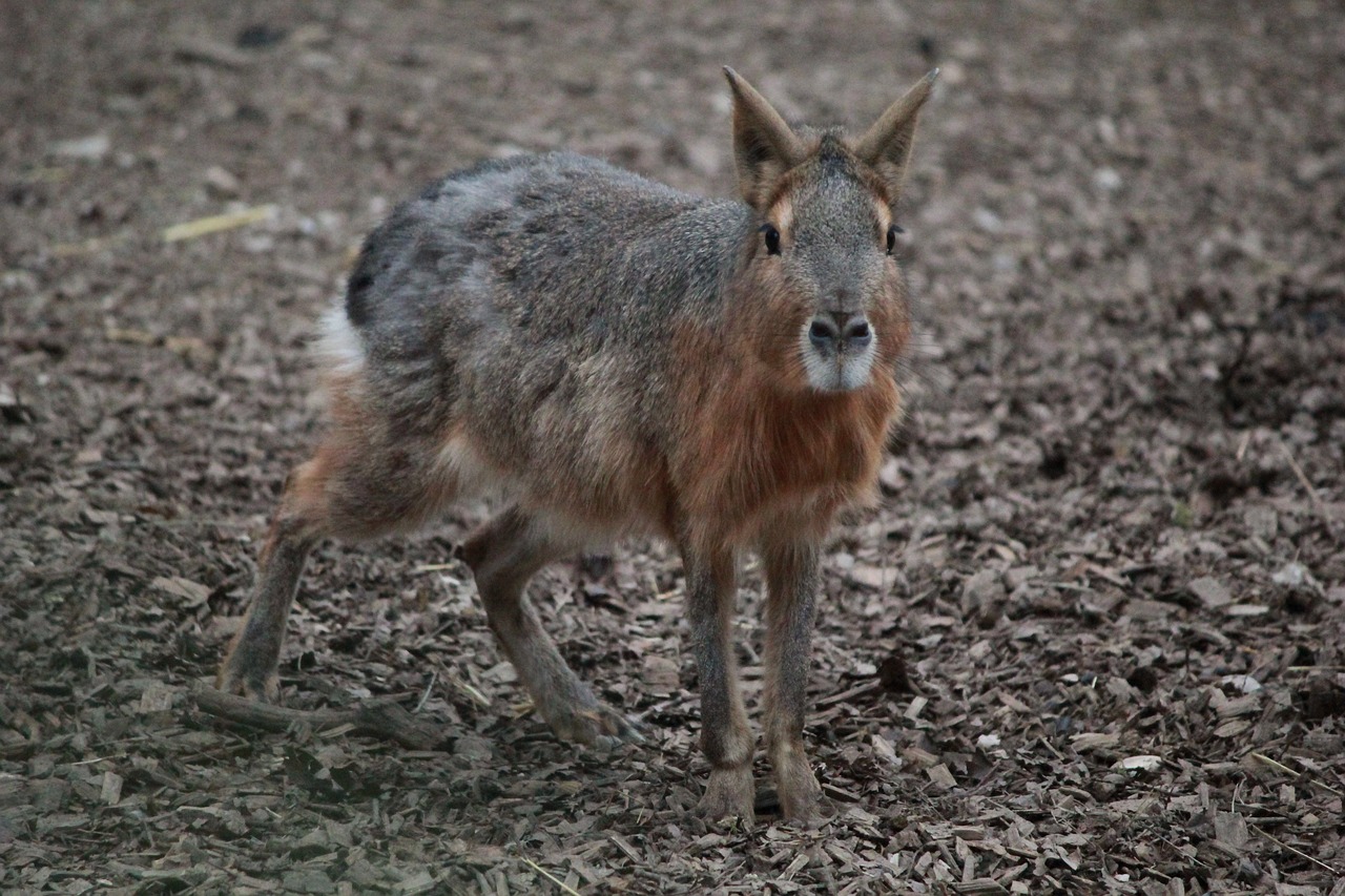 Image - rabbit zoo nature wild cute