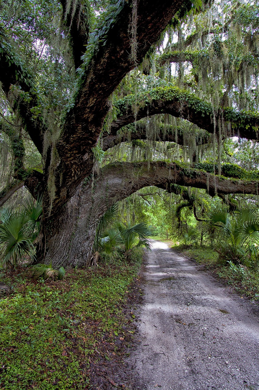 Image - road picturesque hanging moss path