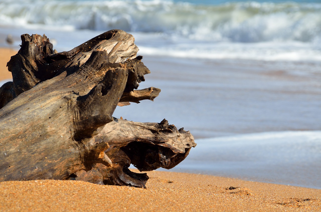 Image - driftwood beach ocean waves coast