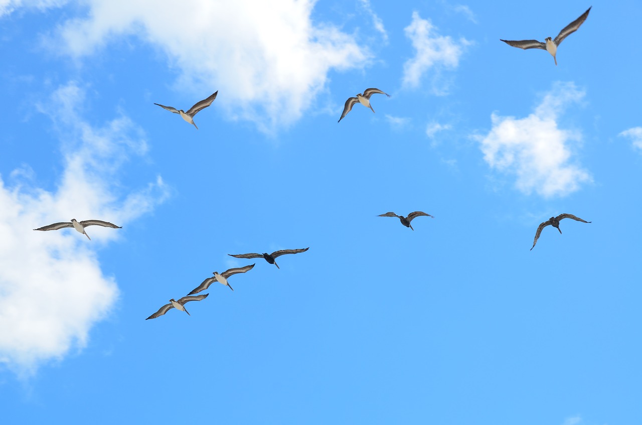 Image - seagulls flying gull bird avian