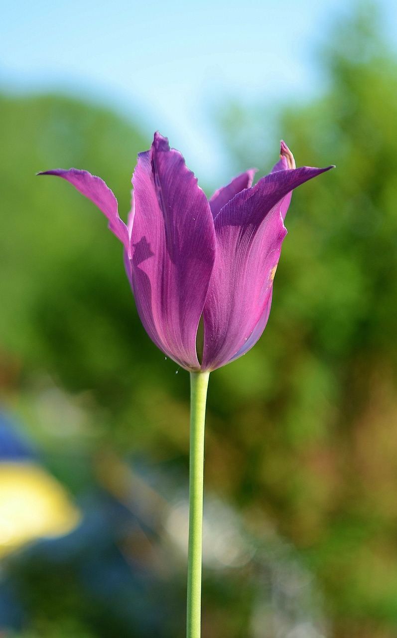 Image - flower plant blossom nature