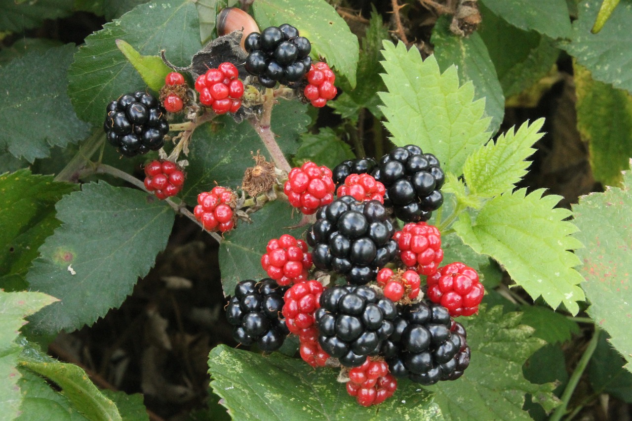 Image - black berries red blackberries