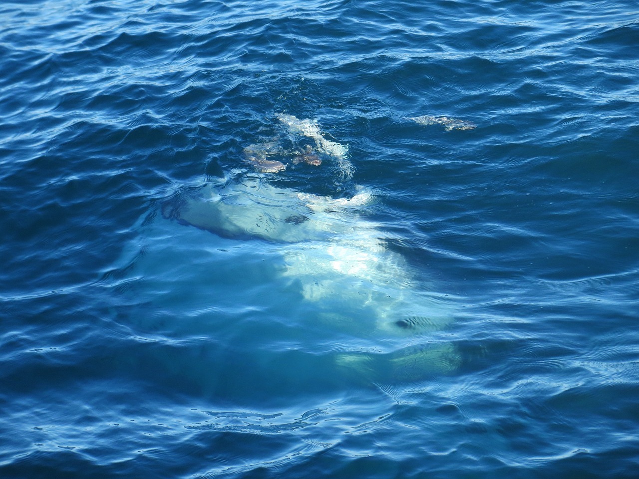 Image - whale gulf mexico