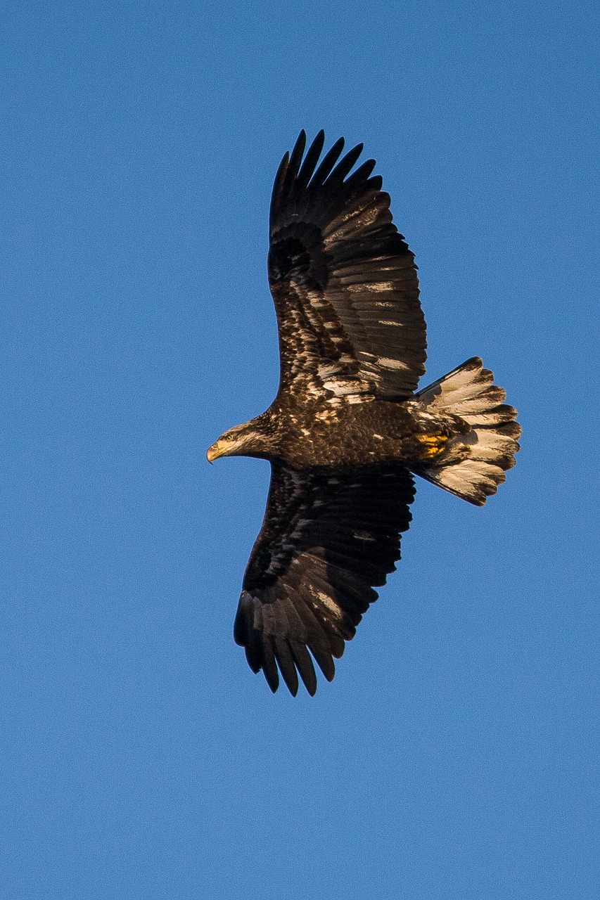 Image - bald eagle immature soaring raptor