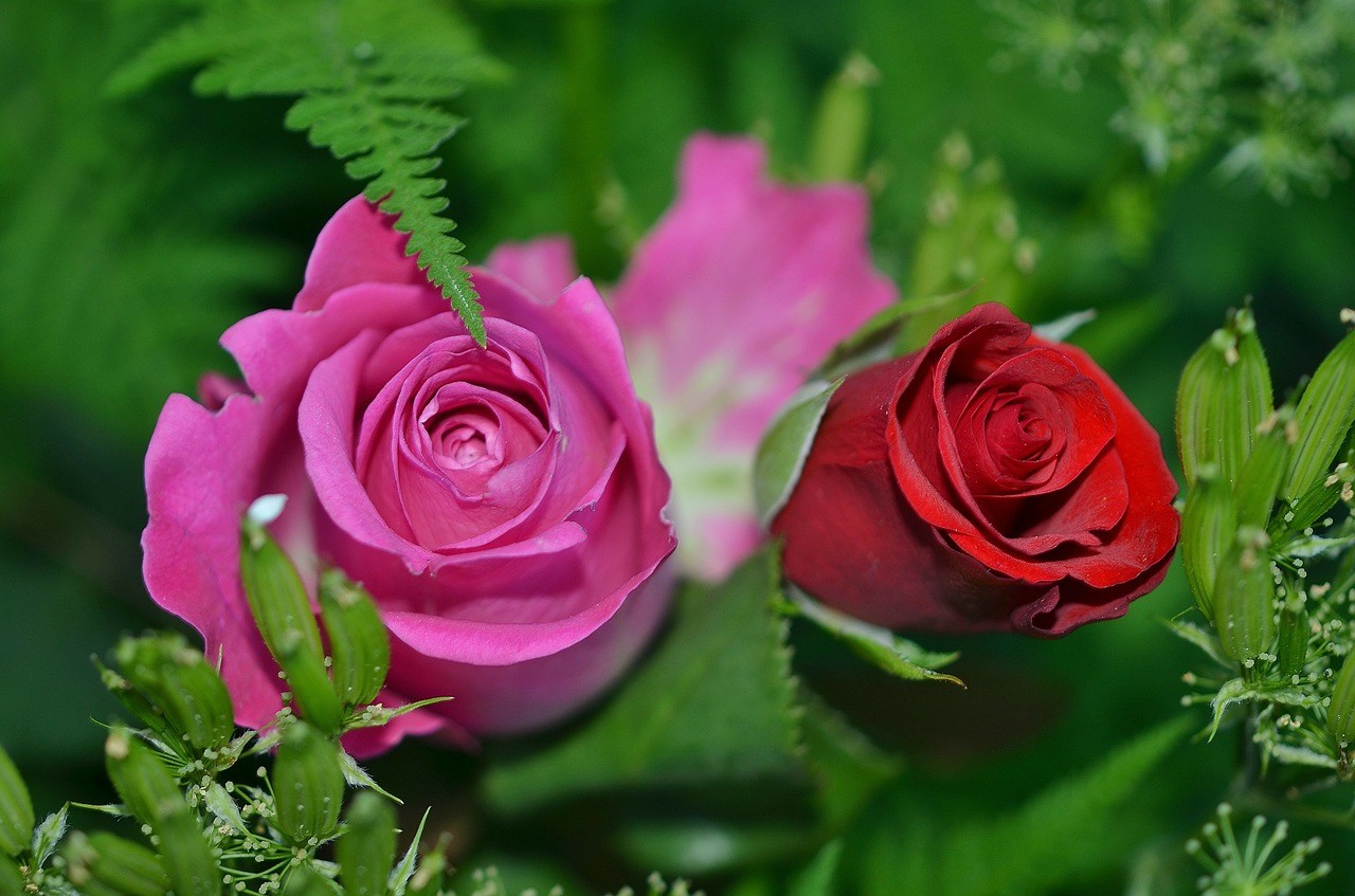 Image - roses flower nature macro pink
